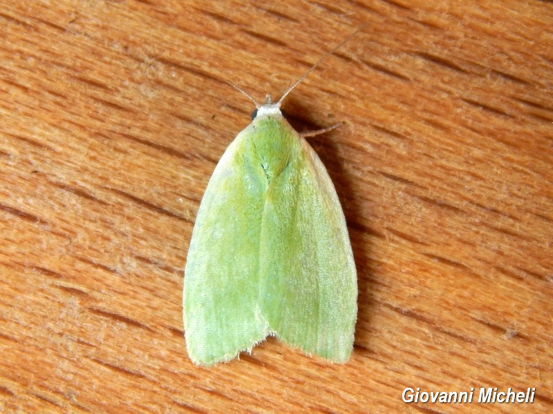 Tortrix viridana? No, Earias clorana